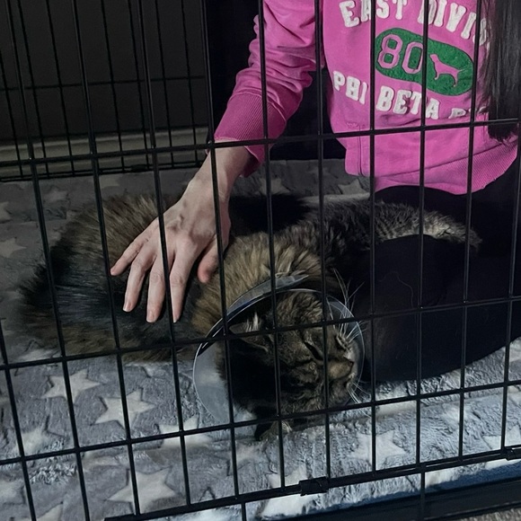 Cream and White Sequined Zoe Dress - Picture 10 of 15